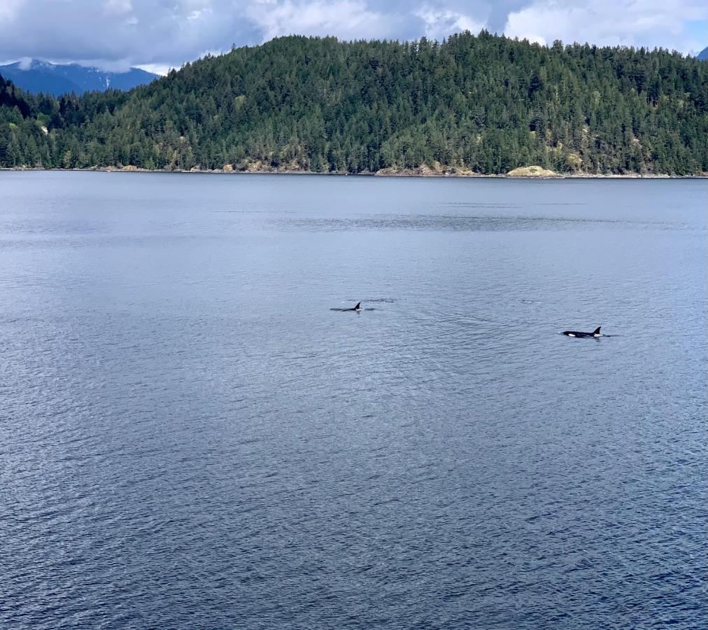 Earls Cove Orca View Bed and Breakfast Egmont Exteriör bild